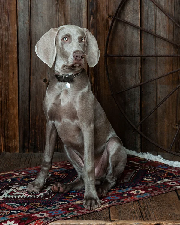 Pet Portrait Photography